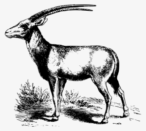 Drawing Of An Antelope - Антилопа Графика #3522345