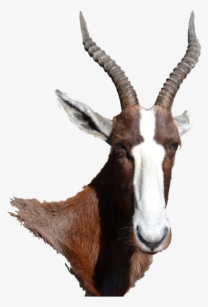 Bontebok Antelope - Bontebok #3522437