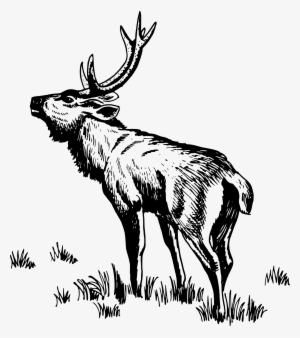 Antelope Clipart Rusa - Vector Rusa #3522496