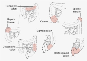 3 45 71 Colorectal Anatomy - Line Art #3522513