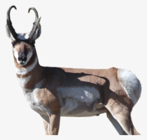 Antelope - Roe Deer #3522678