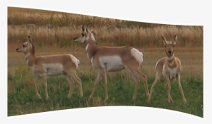 3 Antelope - White-tailed Deer #3522745