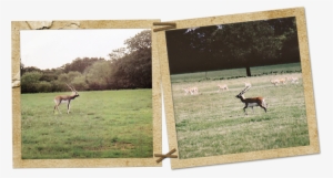 Blackbuck Antelope - Blackbuck #3522746