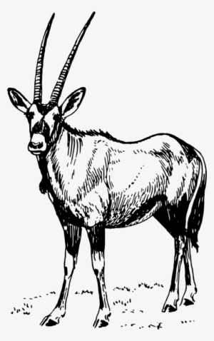 Gemsbok Waterbuck Antelope Pronghorn Gazelle - Oryx Drawing Black And White #3522816