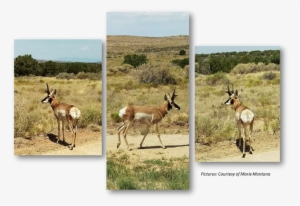 Pronghorn, Anetelope, Hualapai, Hunting - Thomson's Gazelle #3522881