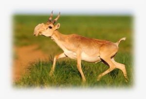 Saiga Antelope Overview - 24x16 Photographic Print:photographic Print Male Saiga #3522926