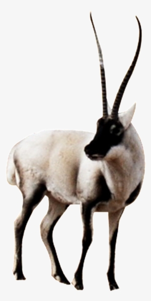 Hd Beautiful Tibetan Antelope Static Png - Antelope #3523005
