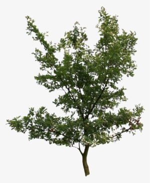 2d Trees - Pond Pine #3523203