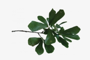 Louisiana Water Oak Leaves #3523732