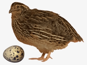 Quail And Quail Egg - Quail Png #3526034
