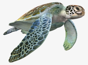 3d Computer Graphics #3526117