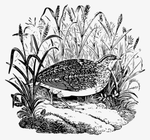 Quail Png #3526141