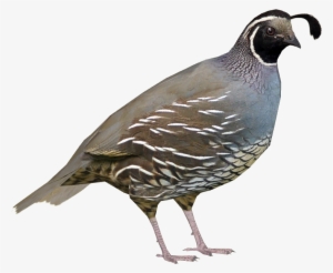 Californian Quail M - Zoo Tycoon 2 Rock Partridge #3526173