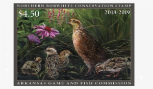Inaugural Arkansas Quail Conservation Stamp Available - Northern Bobwhite #3526214