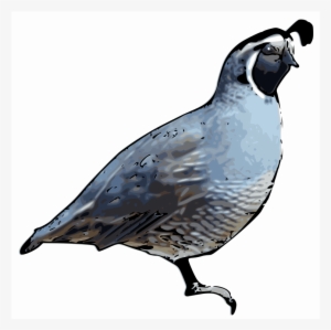 Quail Clip Art - Quail Shower Curtain #3526266