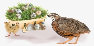 Live Organic Live Healthy - Quail #3526356