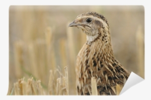 Quails: Amazing Pictures And Facts About Quails #3526420