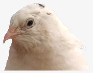 Chicken #3526554