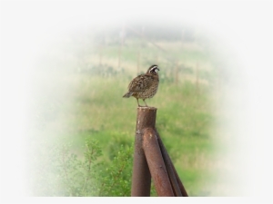 Bob Quail Bird Sitting On A Fence Park Cities Quail - Park Cities Quail #3526659