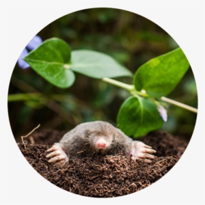 Solutions Pest Control #3528285