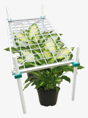 Delray Plants Dieffenbachia Camille In 6 Inch Pot #3528620