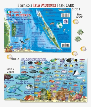 Fish Of Isla Mujeres #3529230