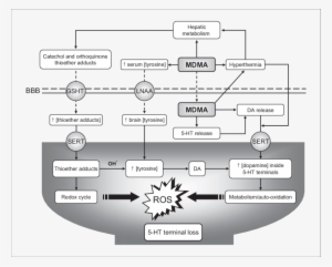 The Proposed Sequence Of Events Resulting In Serotonergic - Neurotoxicity #3530989