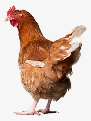 Csgo Chicken Png - New Zealand Free Range Eggs #3531299