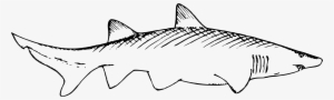 This Free Icons Png Design Of Shark 2 #3531353