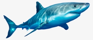 Expedition Data Shows The Voyages Of Sharks On Their - Ocean Of The Great Counted Cross Stitch Kit By Orcraphics #3531439