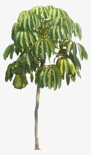 Endangered Plant Png #3532937