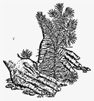 Spruce Fir Christmas Tree Tree Planting - Tree Clip Art #3533170