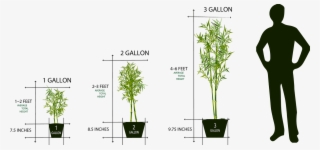 Mail Order Plant Sizes 1 Gallon To 3 Gallon - Plant Pot Sizes Gallon #3533224
