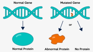 Gene Mutations Are Either Germline Or Somatic - Gene Mutations #3534184