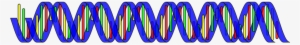 Genes Are The Basic Physical And Functional Unit Of - Double Helix Transparent Background #3534485