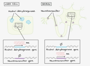 Liver Cell - Regulation Of Gene Expression #3534527