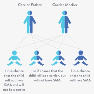 Spinal Muscular Atrophy Is An Autosomal Recessive Genetic - Causes Spinal Muscular Atrophy #3534651