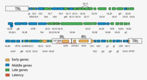 First The Early Proteins Are Synthesized To Activate - Herpes Virus Genome Organization #3534700