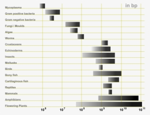 C Value Paradox Genome Size #3534710