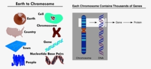 Image Of Earth To Chromosome And Thousands Of Genes - Chromosome #3534807