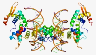 The Foxp2 Gene Encodes For The 'forkhead Box Protein - Foxp2 #3534974