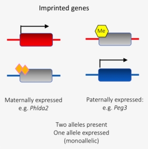 Maternal Care Boosted By Paternal Imprinting In Mammals - Paternal #3535003