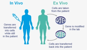 How Does Gene Therapy Work #3535023