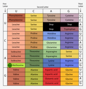 Grafico Del Código Genético #3535046