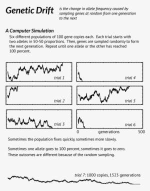 Genetic Drift - Genetic Drift In Large Populations #3535079