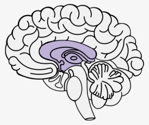 Trauma And The Brain - Anxiety #3536686