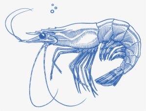 Experience Seafood The Way It Should Be - Blue Shrimp Png #3539081