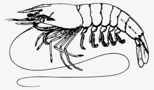 Shrimp And Prawn As Food Shrimp And Prawn As Food Drawing - Prawn Black And White Clipart #3539472