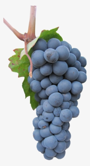Uvas Tintas - Garnacha Tinta #3541242