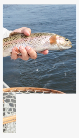 Fly Fishing Article W Mask-2 - Trout #3541344